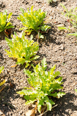 Opium poppy or Papaver Somniferum plant in Zurich in Switzerland 8.4.25