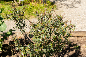 Obraz premium Argan or Argania Spinosa plant in Zurich in Switzerland 8.4.25