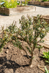 Argan or Argania Spinosa plant in Zurich in Switzerland 8.4.25