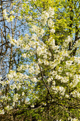 Wild cherry or Prunus Avium plant in Zurich in Switzerland 8.4.25