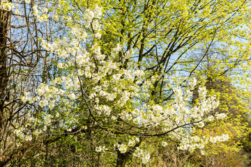 Wild cherry or Prunus Avium plant in Zurich in Switzerland 8.4.25