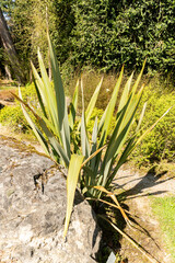 New Zealand flax or Phormium Tenax plant in Zurich in Switzerland 8.4.25