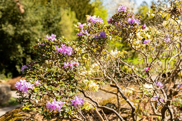 Purplish blue rhododendron or Rhododendron Russatum plant in Zurich in Switzerland 8.4.25