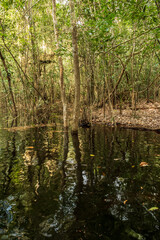 Blackwater flooded forests of the Amazon Basin. This particular habitat is a blackwater swamp, slow-moving water darkened like tea, but clear.  