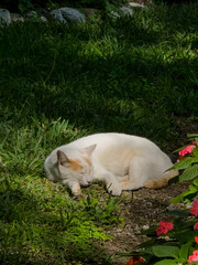 Fototapeta premium Beautiful cats resting on the grass in a park.