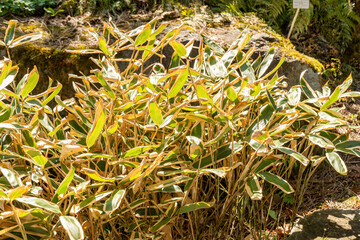 Sasa Veitchii plant in Zurich in Switzerland 8.4.25