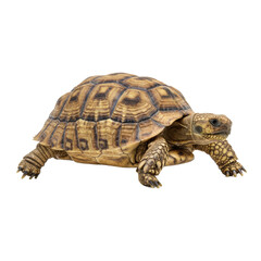 Fototapeta premium Tortoise Walking Side View Isolated on White