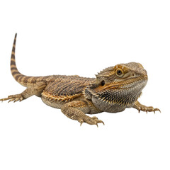 Naklejka premium Bearded Dragon Lizard Lying Down Isolated