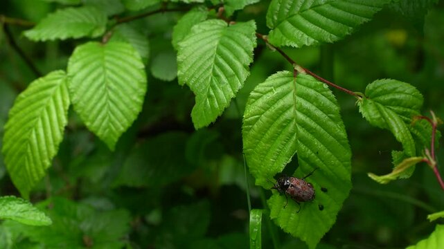 cockchafer on a leaf after rain
