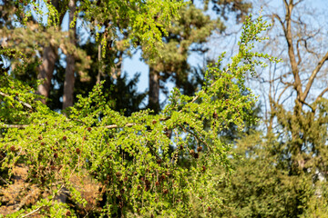 Larix X Eurolepis plant in Zurich in Switzerland 8.4.25