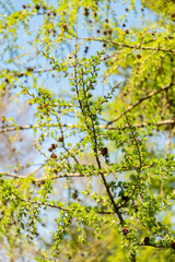 Larix X Eurolepis plant in Zurich in Switzerland 8.4.25