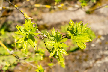 European bladdernut or Staphylea Pinnata plant in Zurich in Switzerland 8.4.25