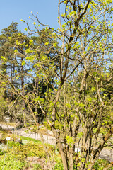 European bladdernut or Staphylea Pinnata plant in Zurich in Switzerland 8.4.25
