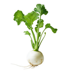 Fresh white turnip with green leaves isolated on transparent background