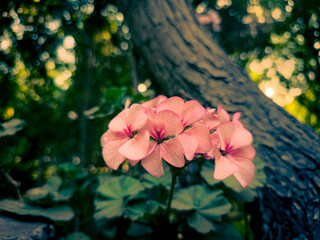 Beautiful flowers with delicate petals in nature
