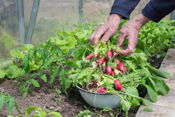 Gardener collects fresh radishes from a greenhouse bed into a white enamel bowl, enjoying a rich harvest of vegetables grown using organic fertilizers,