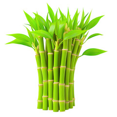 Fototapeta premium Arrangement of vibrant green bamboo stalks and leaves on transparent background