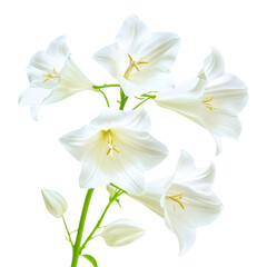 Fototapeta premium Elegant cluster of amaryllis flowers blooming gracefully on transparent background