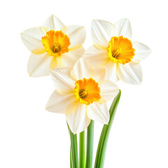 Fototapeta premium Three vibrant daffodil blooms with stems and leaves on transparent background