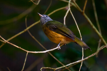 Gray-hooded flycatcher - Mionectes rufiventris 