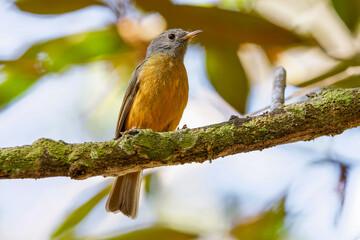 Gray-hooded flycatcher - Mionectes rufiventris 