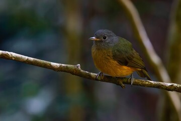 Gray-hooded flycatcher ( Mionectes rufiventris)