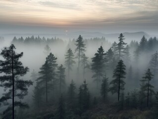 Manh&atilde; enevoada em floresta de con&iacute;feras