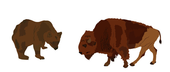 Grizzly brown bear attack buffalo vector illustration isolated. Wildlife male combat. Strong animal, Indian culture. Bear hunt bison bull. Battle for food and life. Wildlife carnivore vs herbivore.
