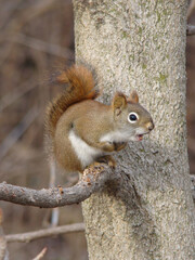 American red squirrel animal on tree limb growling yell