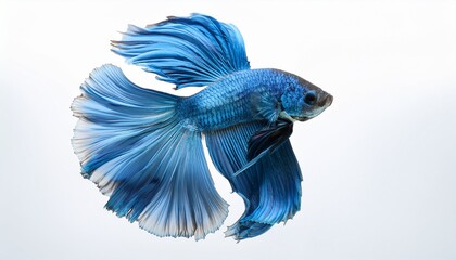 Fototapeta premium a realistic painting of a majestic blue betta fish fins flowing gracefully captured in mid motion against a plain white background