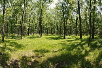 Fototapeta premium Sun Dappled Green Forest Floor With Lush Vegetation