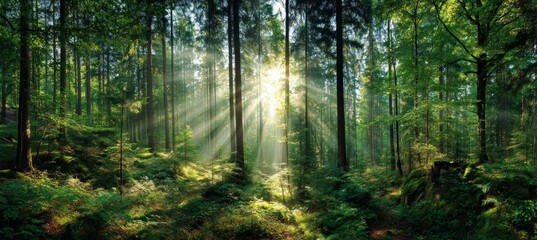 Obraz premium Sunbeams Illuminate Lush Green Forest