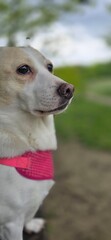 portrait of a dog