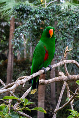 A vibrant green parrot with orange beak sitting calmly on a tree branch in a forested zoo environment.