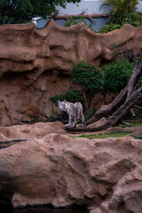White Tiger standing alert on a large rock inside a zoo enclosure with artificial rocks and greenery, appearing calm and observant.