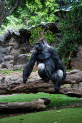 A dominant silverback gorilla sitting calmly on a log surrounded by greenery in a zoo enclosure. Captured in natural light, showcasing the strength and presence of this majestic primate.