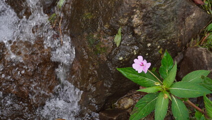 small waterfall in the forest
