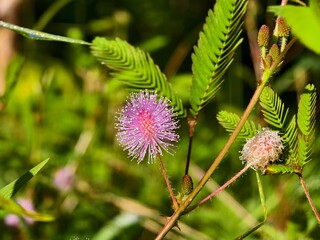 Mimosa Pudica flower in the morning