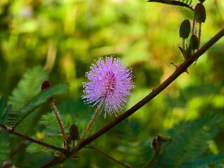 mimosa Pudica flower in the morning