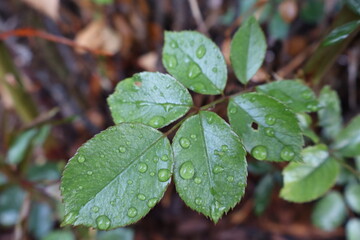 raindrops on leaves