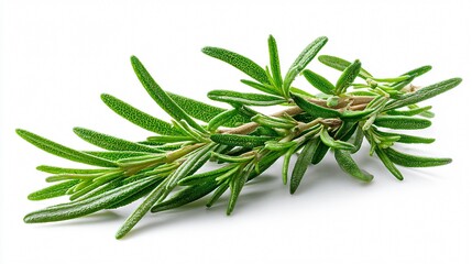 Fototapeta premium Fresh Rosemary Herb Isolated on White Background for Culinary Use