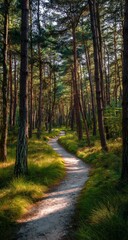 Fototapeta premium Sunlit Path Winding Through Lush Green Forest
