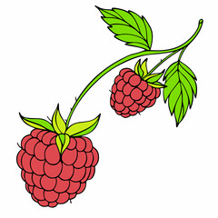 Simple Raspberry Illustration and wild berries mix, raspberry, blueberries, blackberries isolated on white background, clipping path, full depth of field