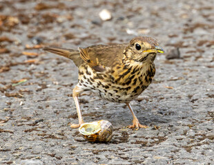 Song thrush using its foot to steady a snail shell.