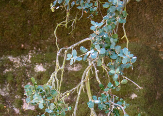 Close-up of delicate plant branches with round leaves