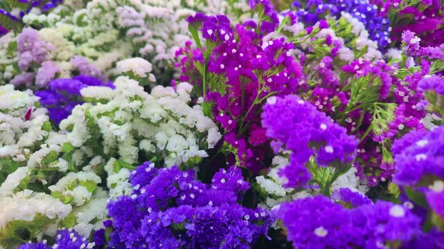 Colorful Sea Lavender Limonium Sinuatum in the Summer Garden Footage.