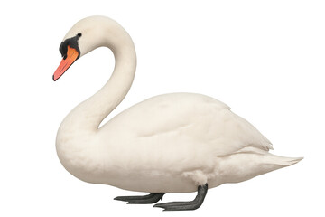 Fototapeta premium Elegant white swan displaying orange beak, black wing details, floating serenely against pristine neutral background
