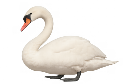 Elegant white swan displaying orange beak, black wing details, floating serenely against pristine neutral background