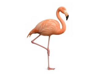 Flamingo with pink feathers standing on one leg, isolated on transparent background, perfect for creative projects
