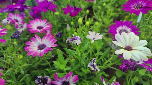 Dimorphotheca Ecklonis Marguerite Daisy Flowers in the Summer Garden Footage.